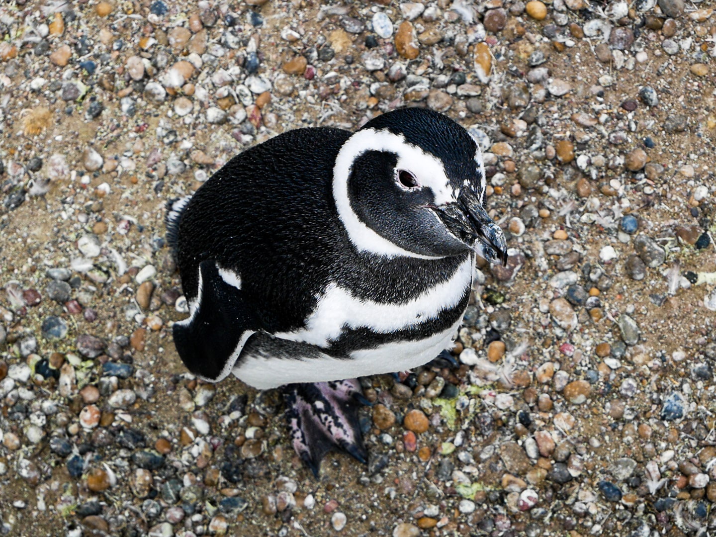 PuntaTombo
